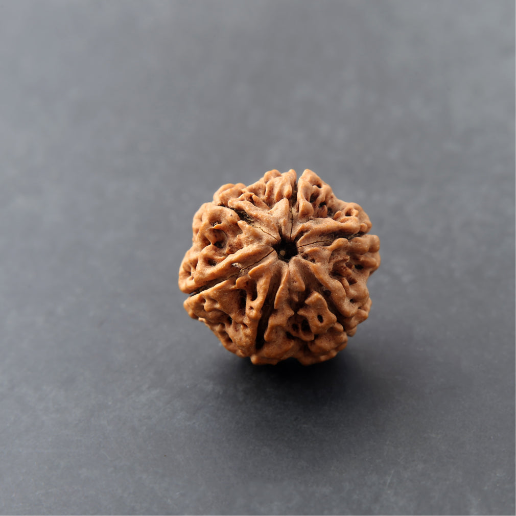 Siddh 6 Mukhi Rudraksha